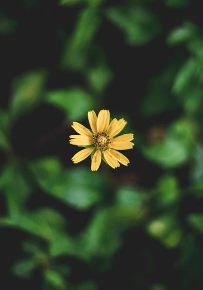 盛开的黄色雏菊花
